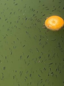 金魚屋さん Com 金魚屋さん Com